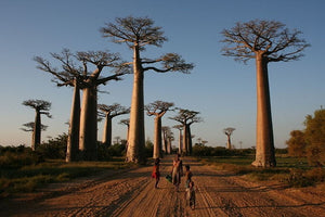 The African Baobab Tree-an integral part of African art home decor.